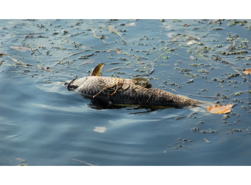 How Can Families Cope with Sudden Water Safety Crises?