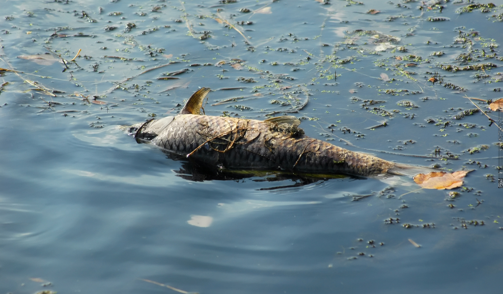 dead fish floating in a river