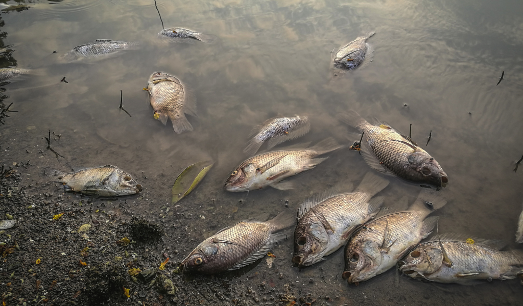 dead fish on the shore